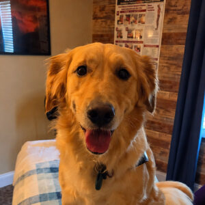 Finley, golden retriever studio greeter at Back in Balance